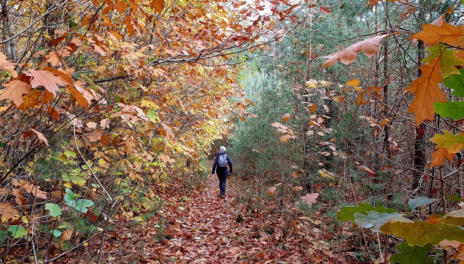 Herfstwandelingen