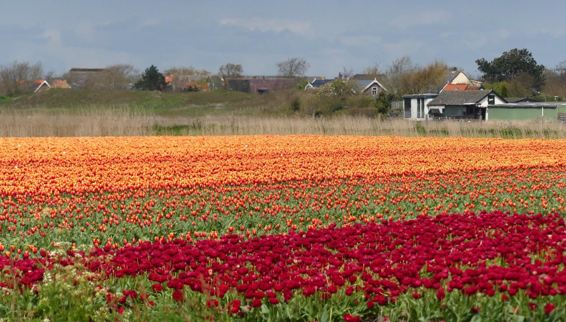 Bollenwandelingen