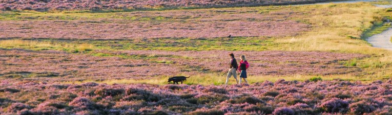 Een wandeling rondom de Veluwe