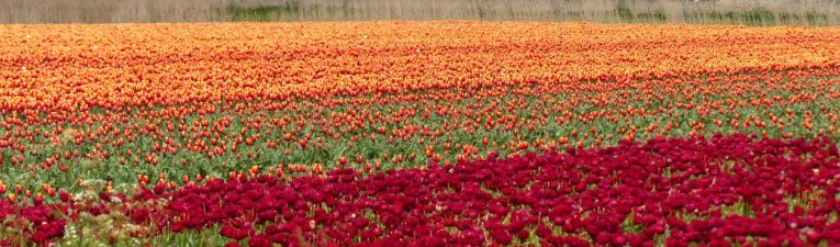 Bollenwandelingen