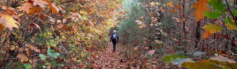 Herfstwandelingen