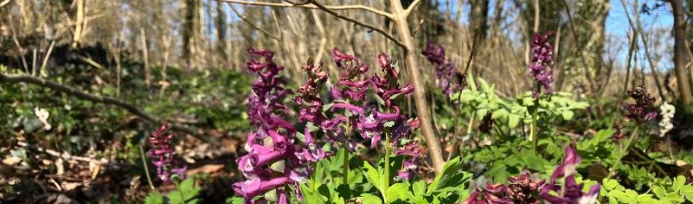 Wandelen langs stinzeplanten