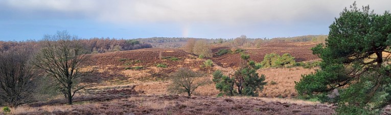 Verrassende Veluwe