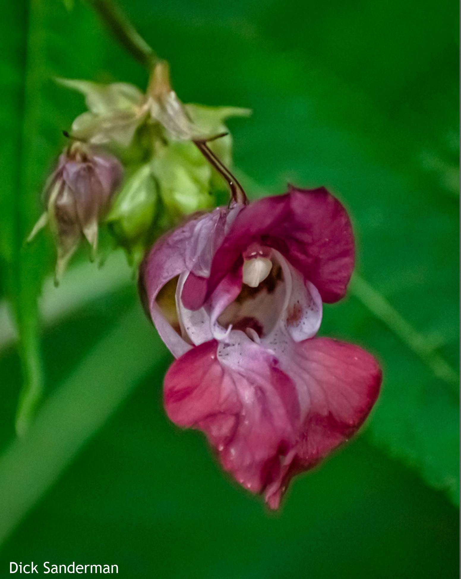 orchidee in Spanderswoud