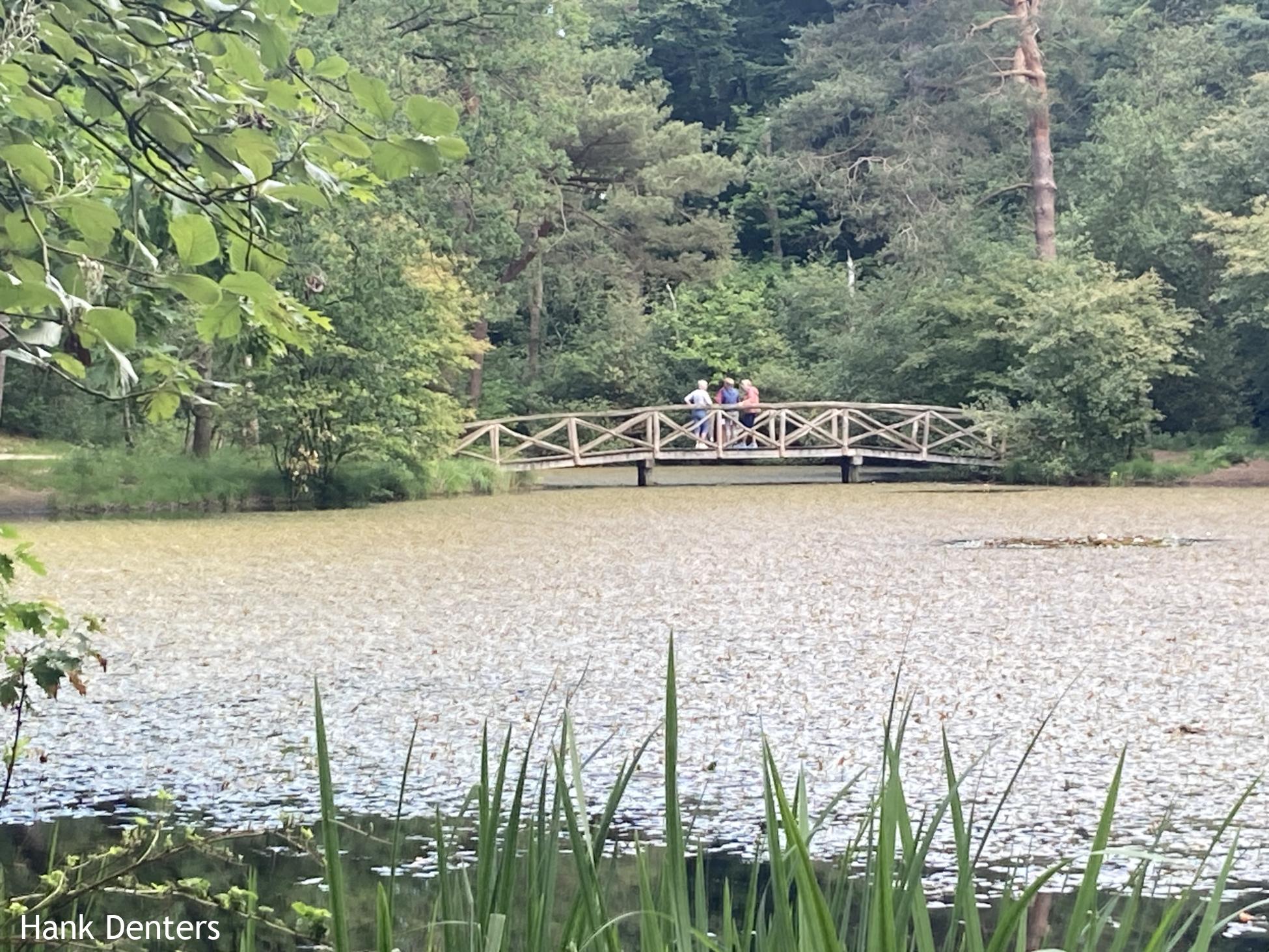 Monetvijver bos Elfbergen