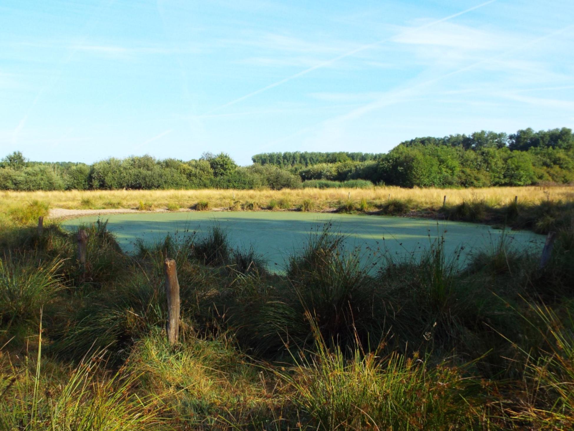 Poel in het Hezelaarsbroek