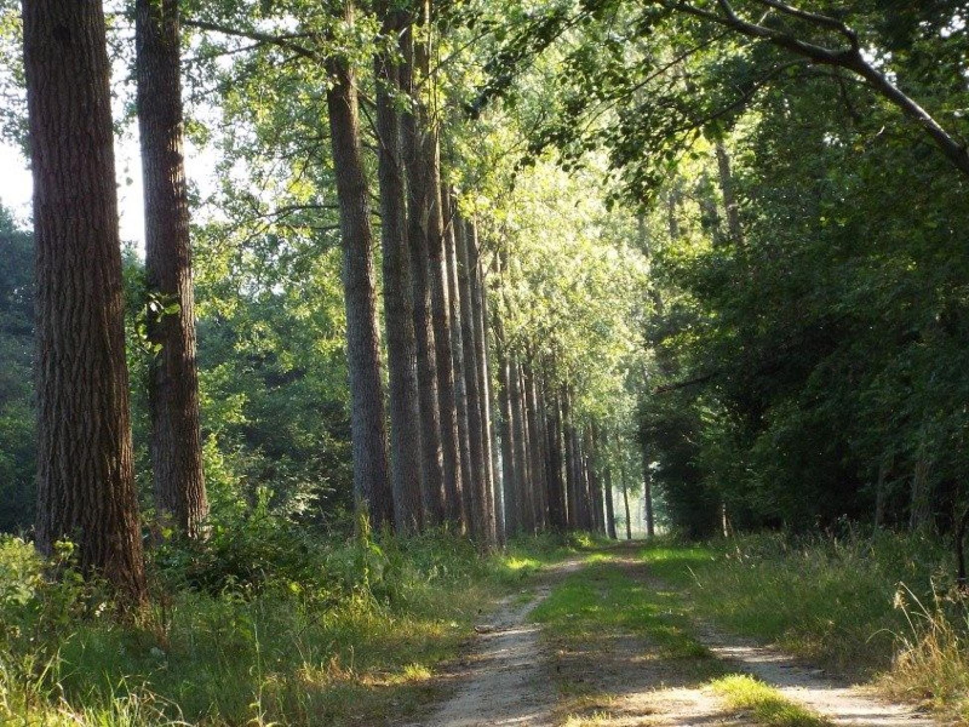 Pad door het natuurgebied Scheeken-Mortelen