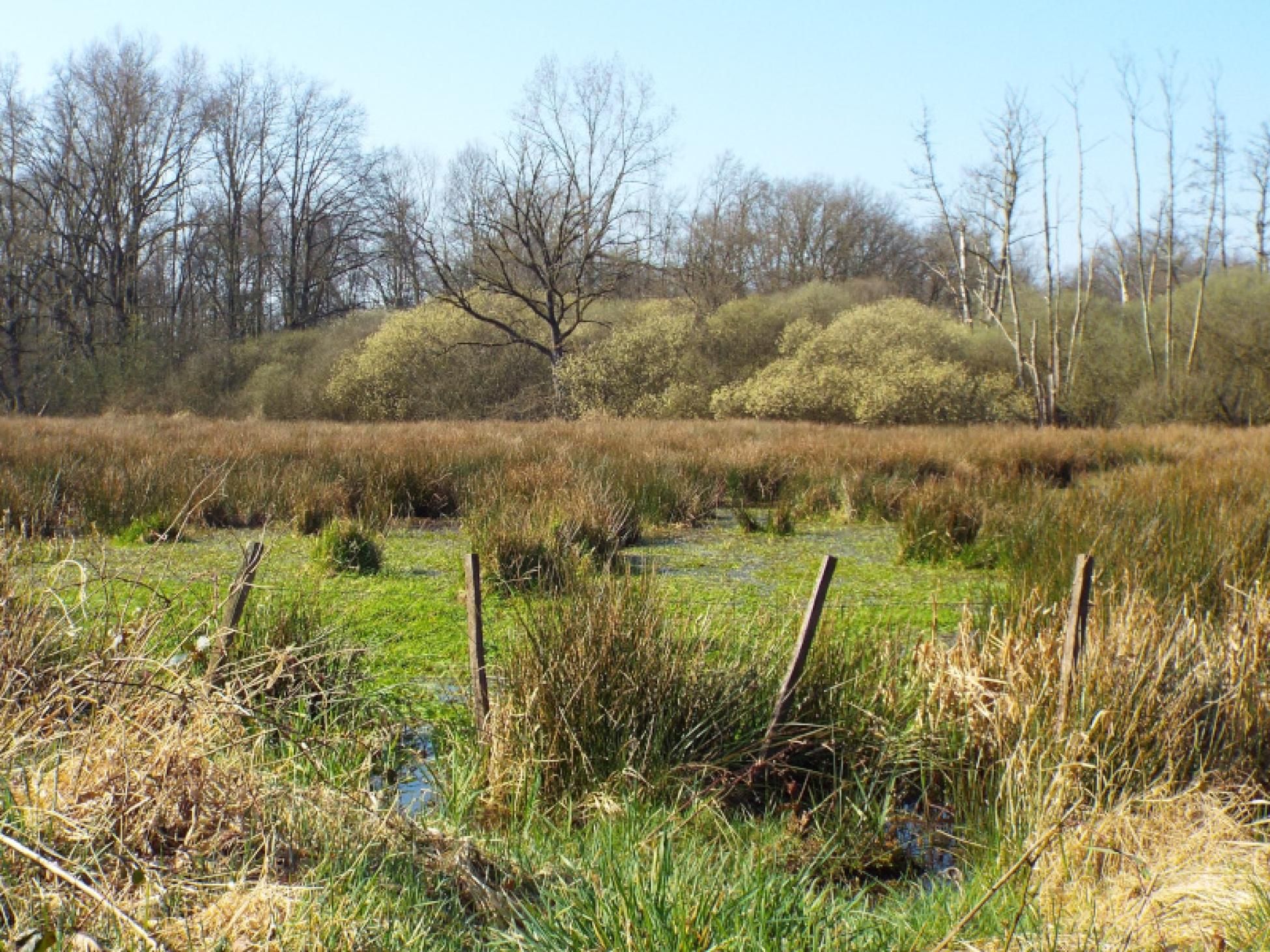 Natte graslanden in het Stamprooierbroek