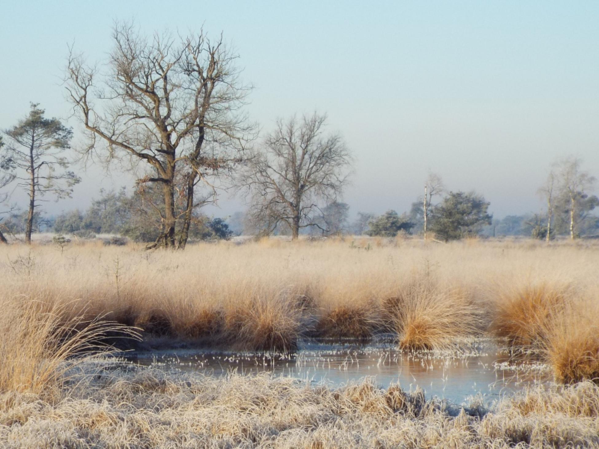 Een vennetje in de winter