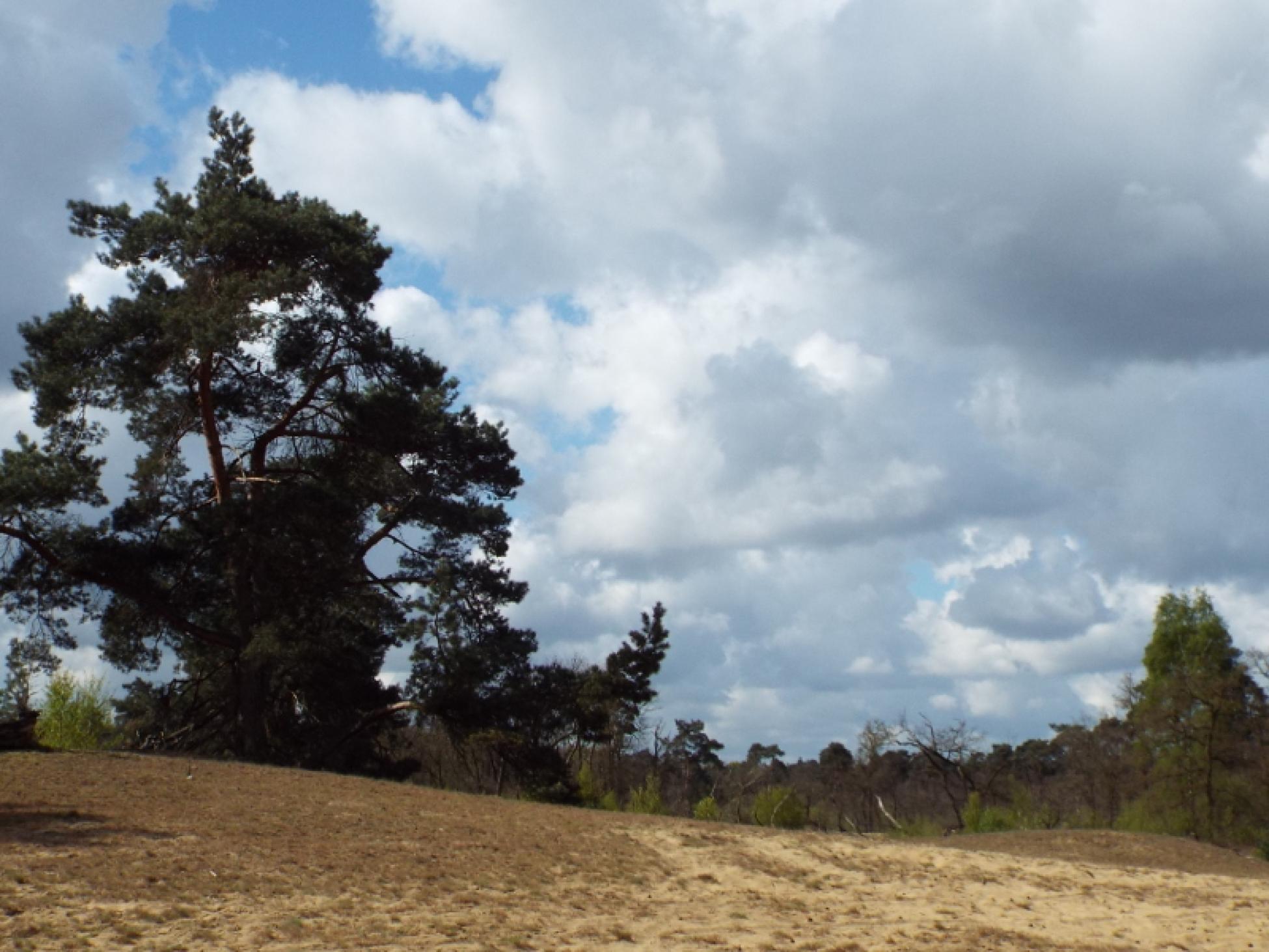 De Maasduinen