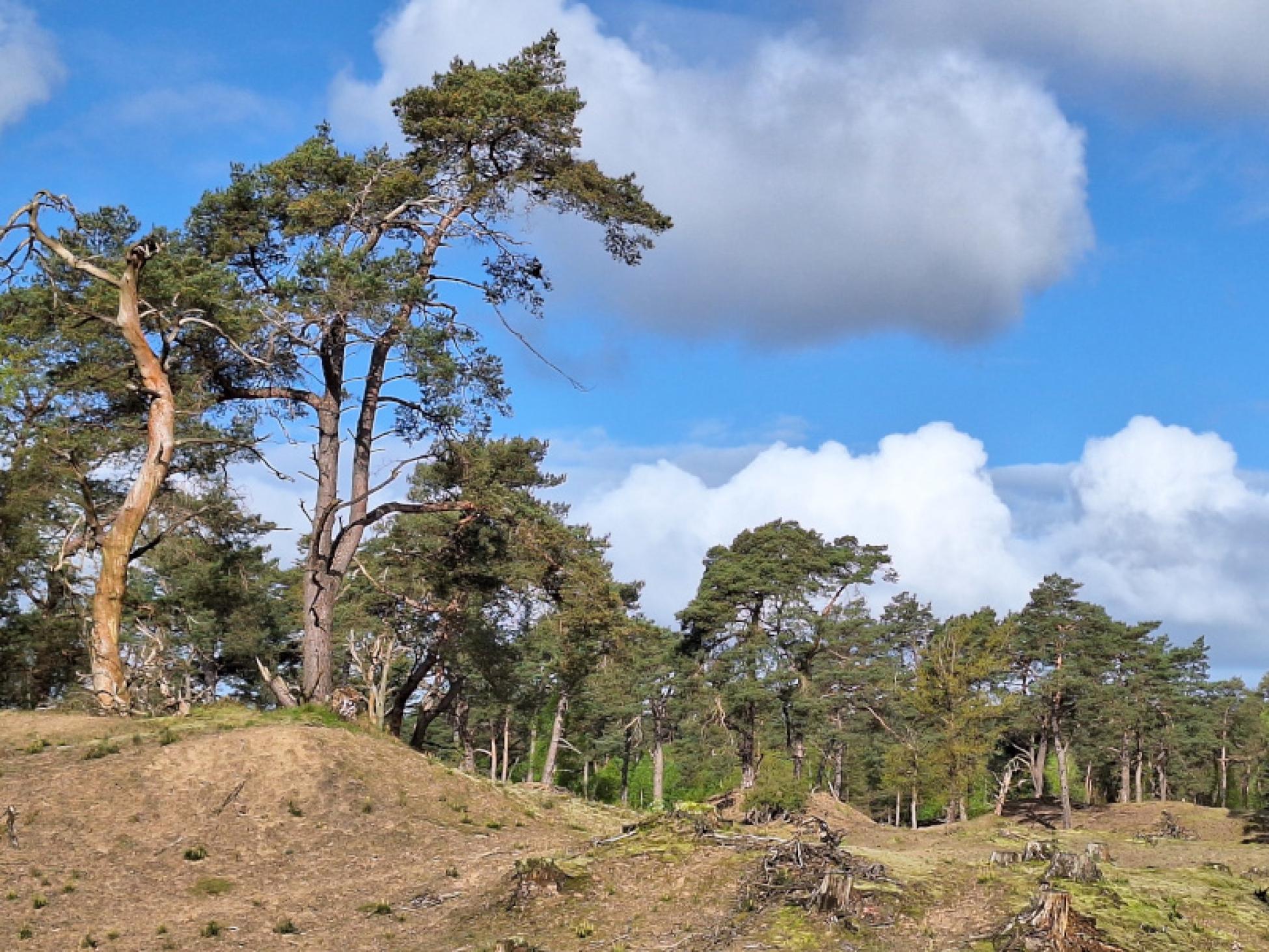 Stuiifduinen in Landgoed Bornia