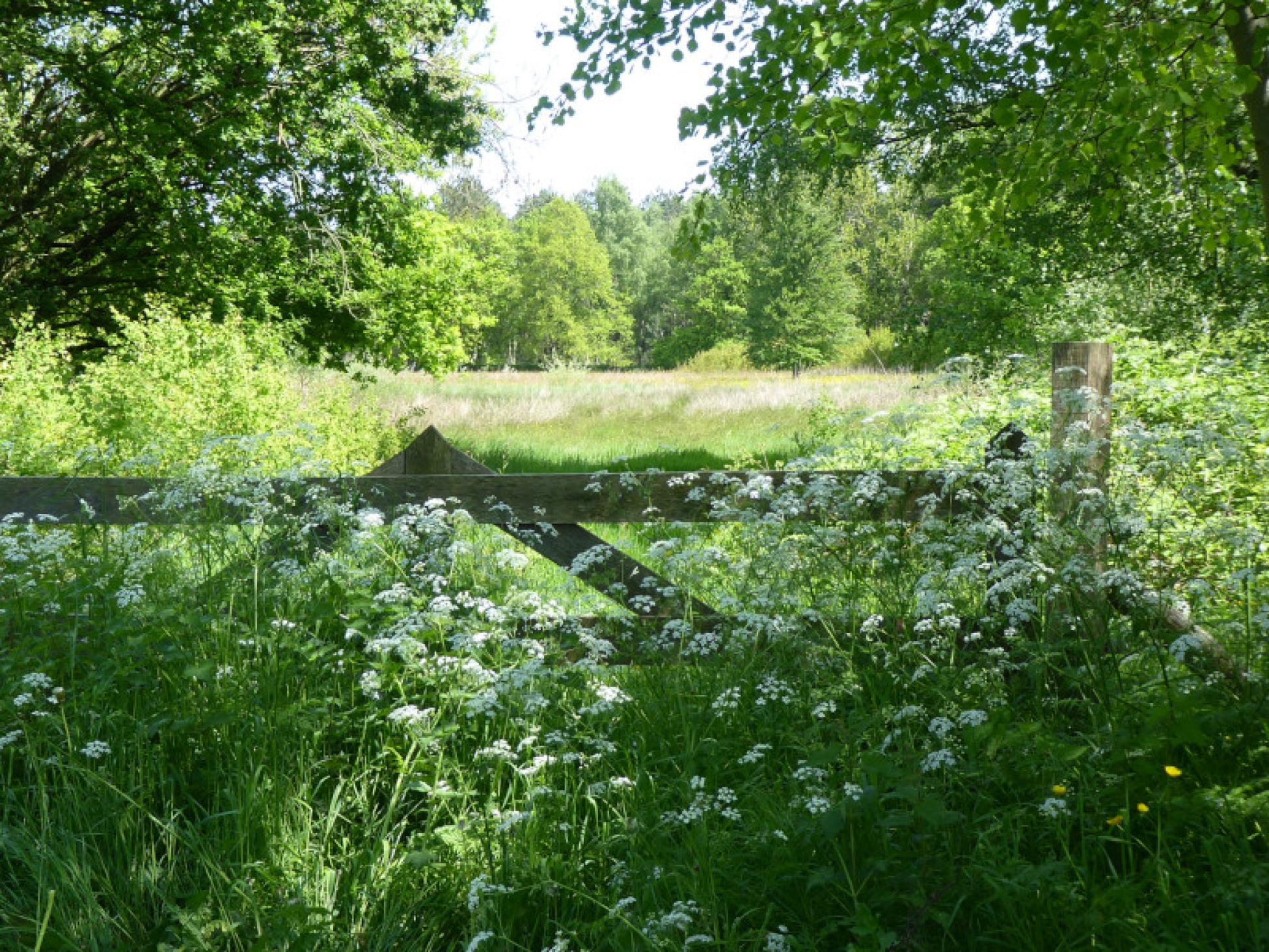 Doorkijk naar een van de graslanden