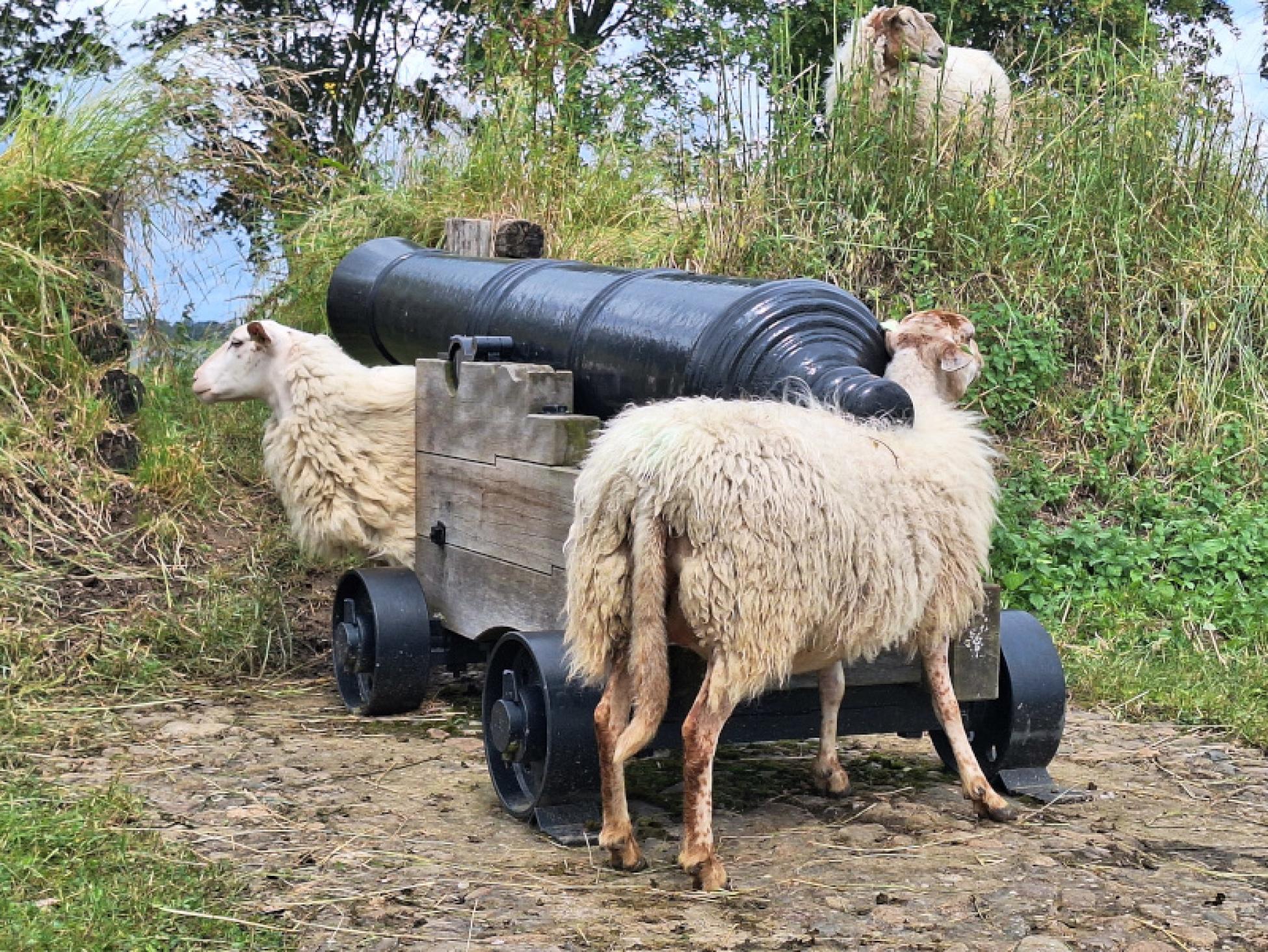 Schapen op het bastion