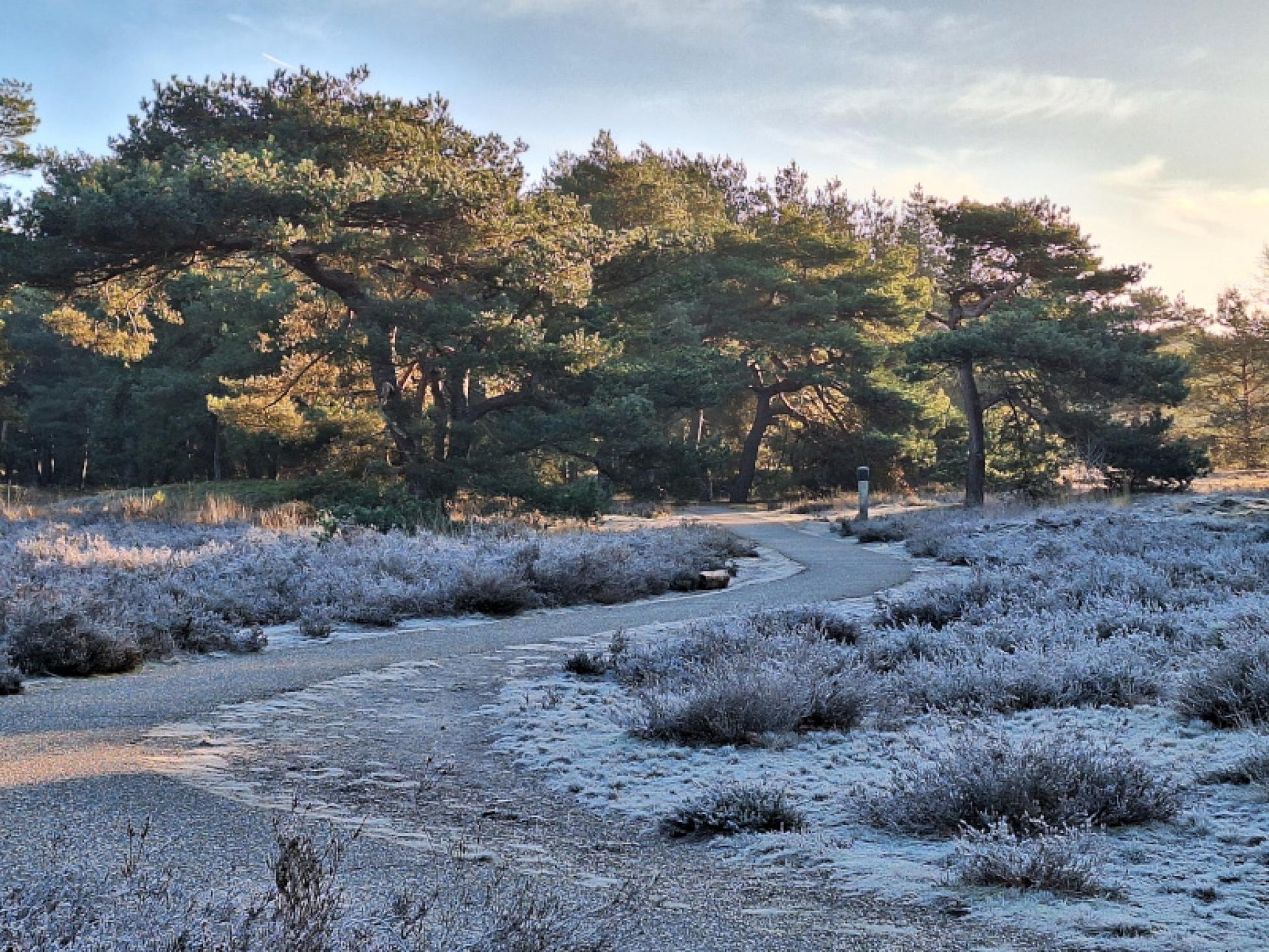 Naar het urnenveld Boshoverheide