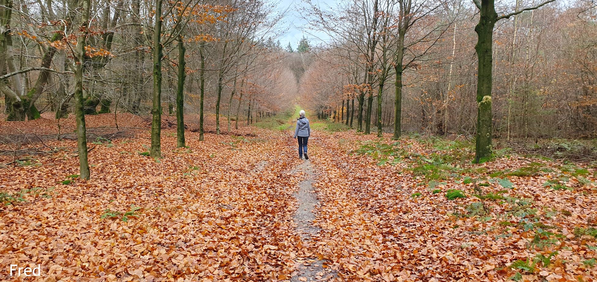 Dikkenberg